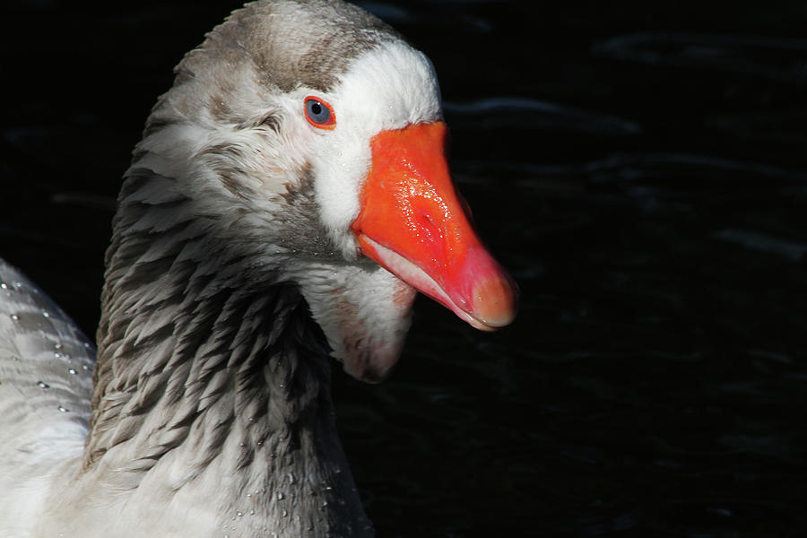 Greylag Goose Photograph by Karol Livote