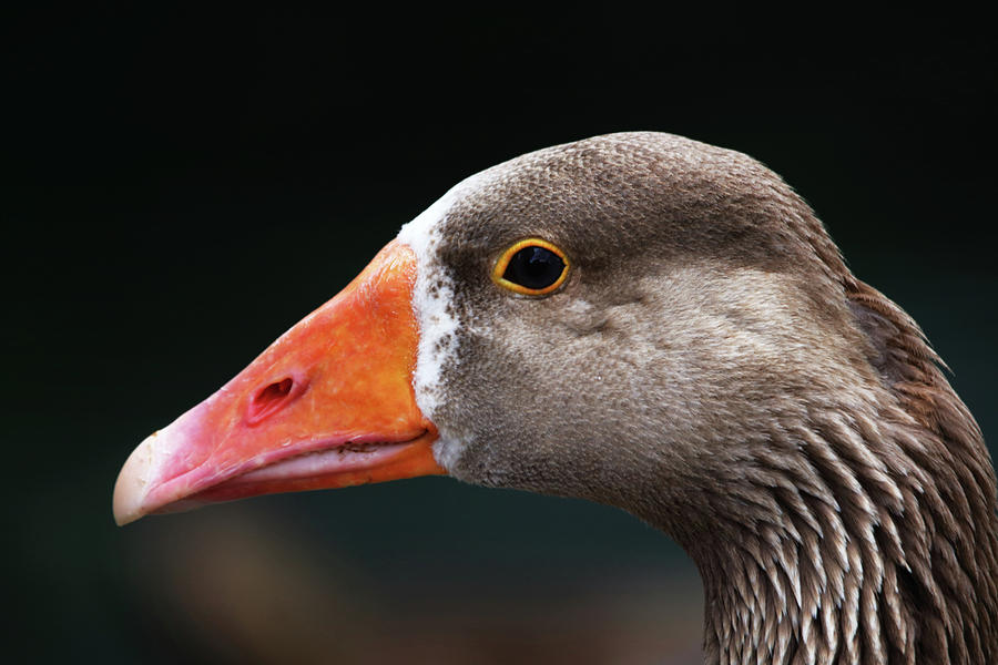 Greylag Goose Portrait Photograph by Jeff Townsend