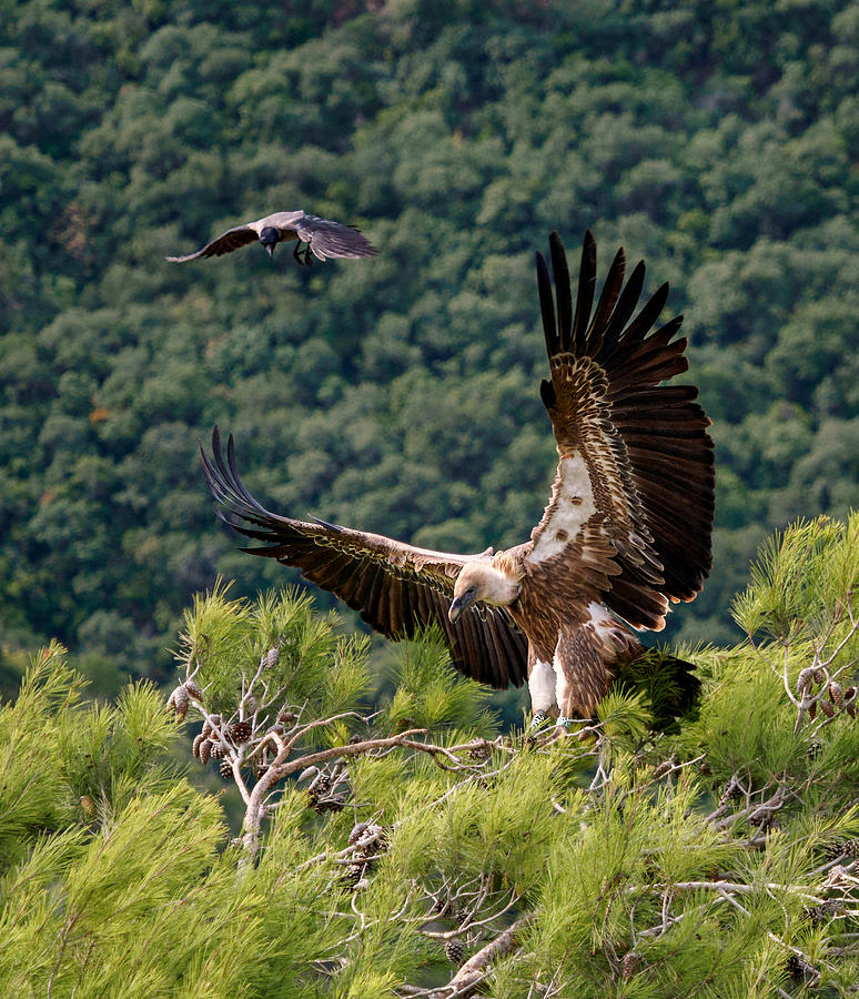 Griffon Vulture And Crow Photograph by Iryna Gurzhuyenko