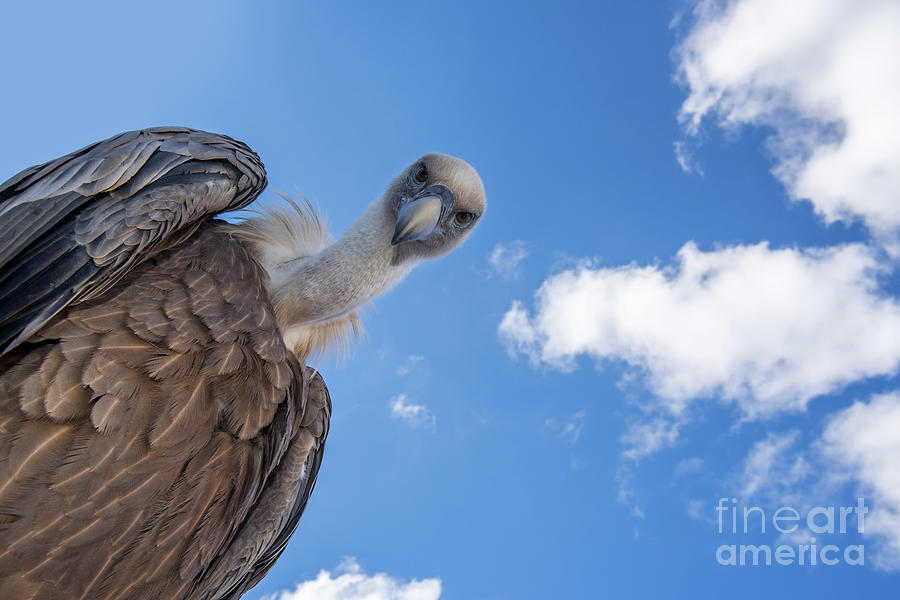 Griffon Vulture Photograph by Arterra Picture Library