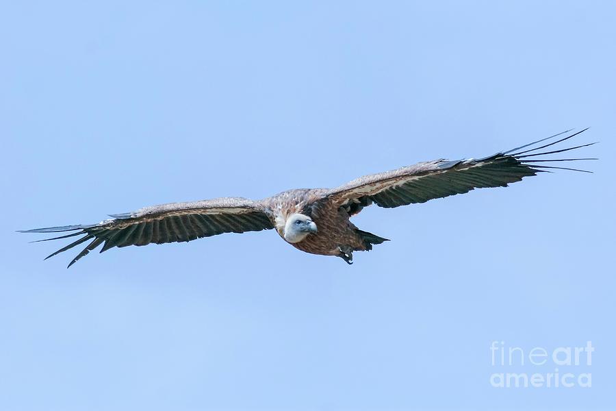 Vulture Photograph - Griffon Vulture In Flight by Photostock-israel/science Photo Library