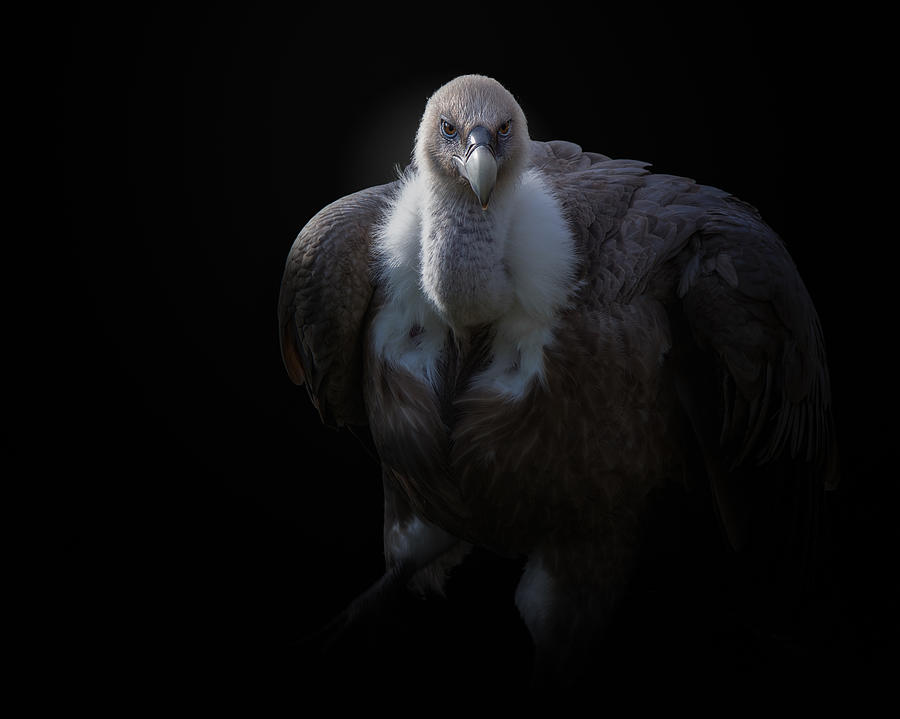Vulture Photograph - Griffon Vulture by Kamera