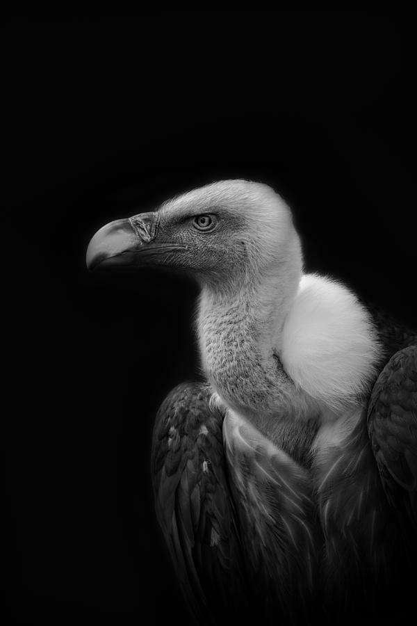 Vulture Photograph - Griffon Vulture. by Nauzet Baez Photography