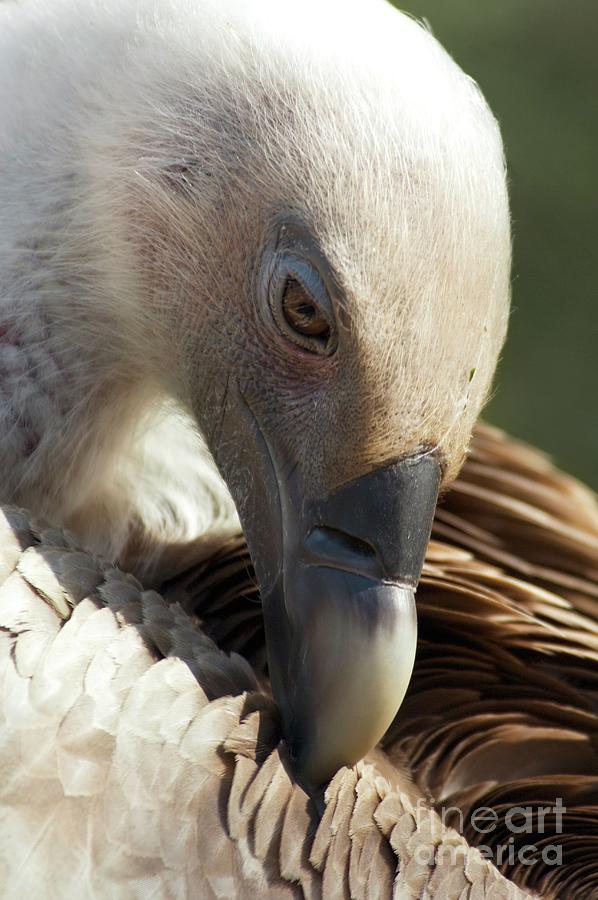 Griffon Vulture Preening Photograph by Chris Hellier/science Photo Library