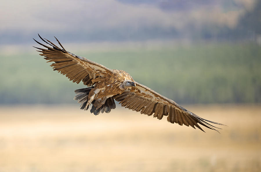 Griffon Photograph - Griffon Vulture by Shlomo Waldmann