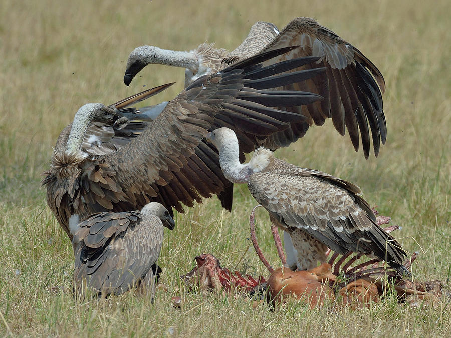 Wildlife Digital Art - Griffon Vultures (gyps Fulvus) With Carcass, Mara Triangle, Maasai Mara National Reserve, Narok, Kenya, Africa by Lou Coetzer