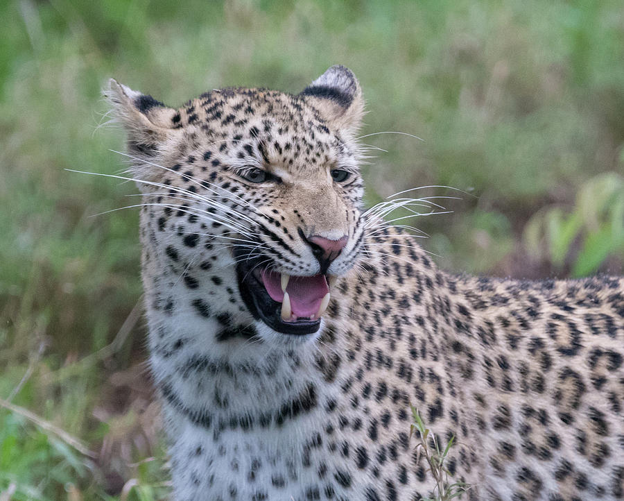 Grimacing leopard Photograph by Mark Hunter