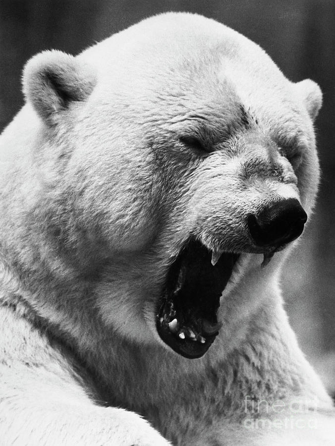 roaring polar bear profile