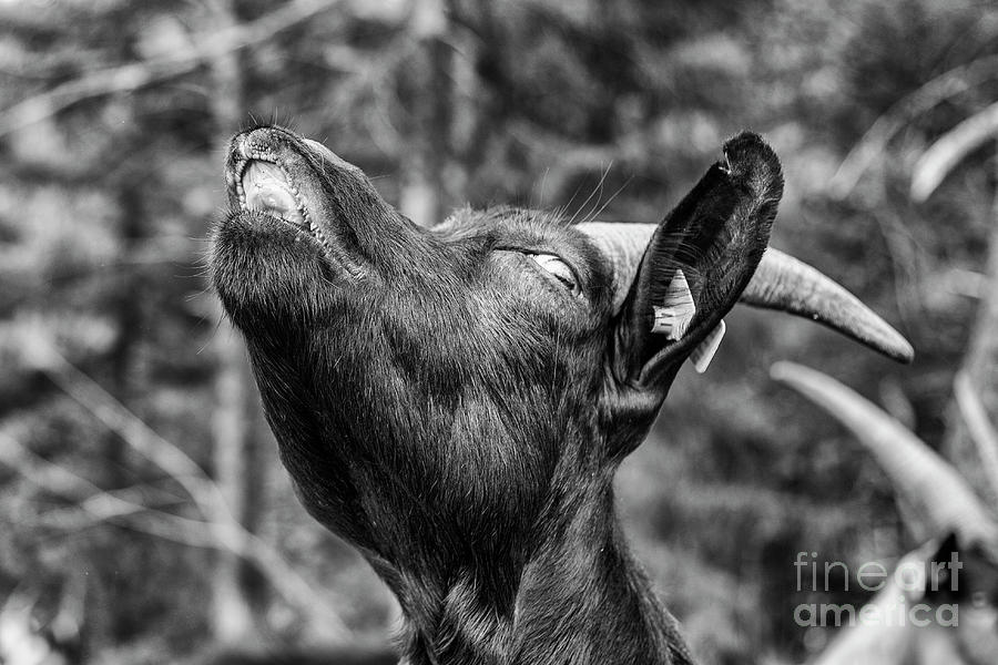 gripe by Fabian Roessler gripe by Fabian Roessler
