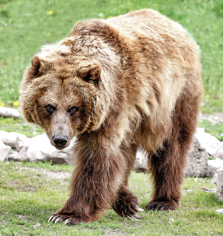 Griz On The Prowl Photograph by Athena Mckinzie - Fine Art America