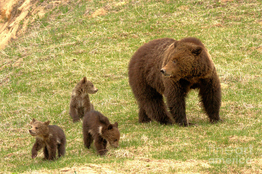 Grizly Sow With A Litter Photograph by Adam Jewell