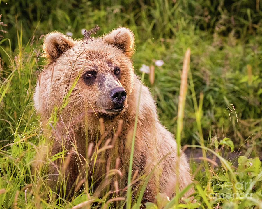 Grizzly bear cub Photograph by Lyl Dil Creations