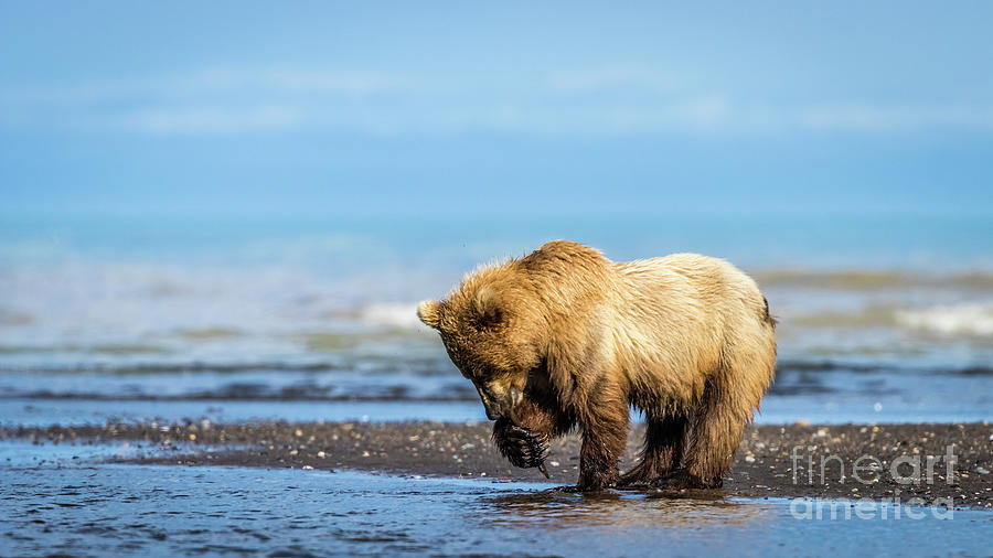 Grizzly bear on the shore Photograph by Lyl Dil Creations