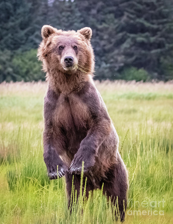 Grizzly bear standing Photograph by Lyl Dil Creations