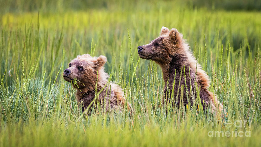 Grizzly cubs Photograph by Lyl Dil Creations