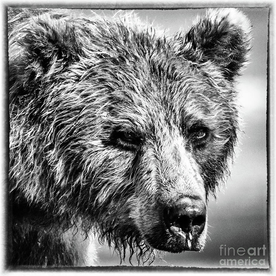 Grizzly bear portrait Photograph by Lyl Dil Creations