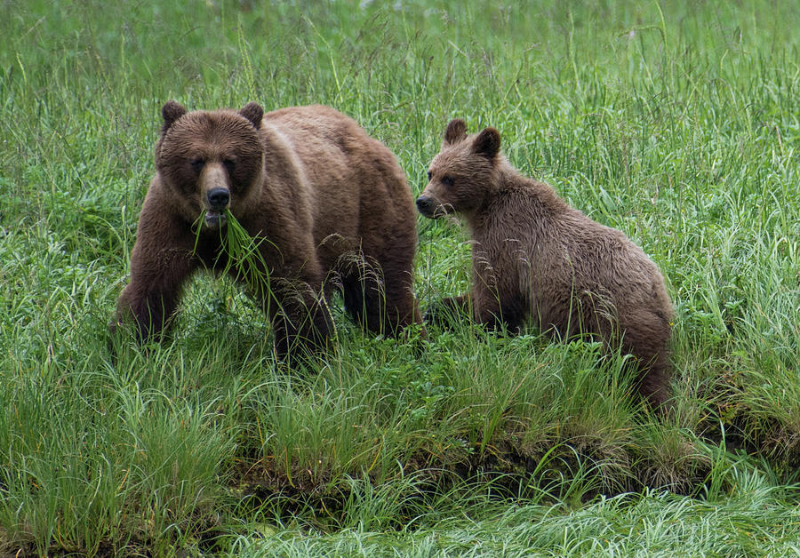 Grizzlies Photograph by Joan Septembre