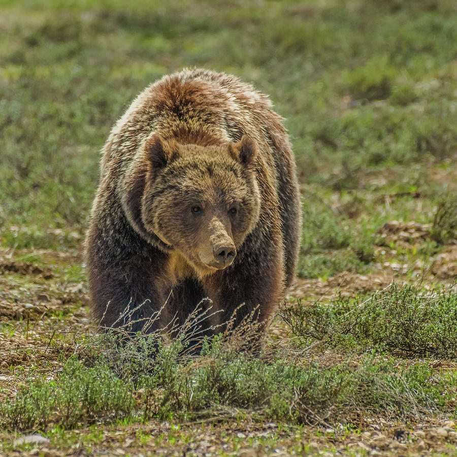 Grizzly #399 In Grand Teton National Park Photograph by Yeates Photography