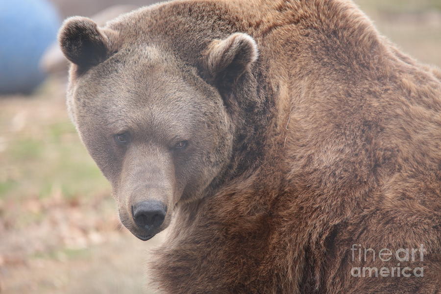 Grizzly Bear 2 Photograph by Dwight Cook