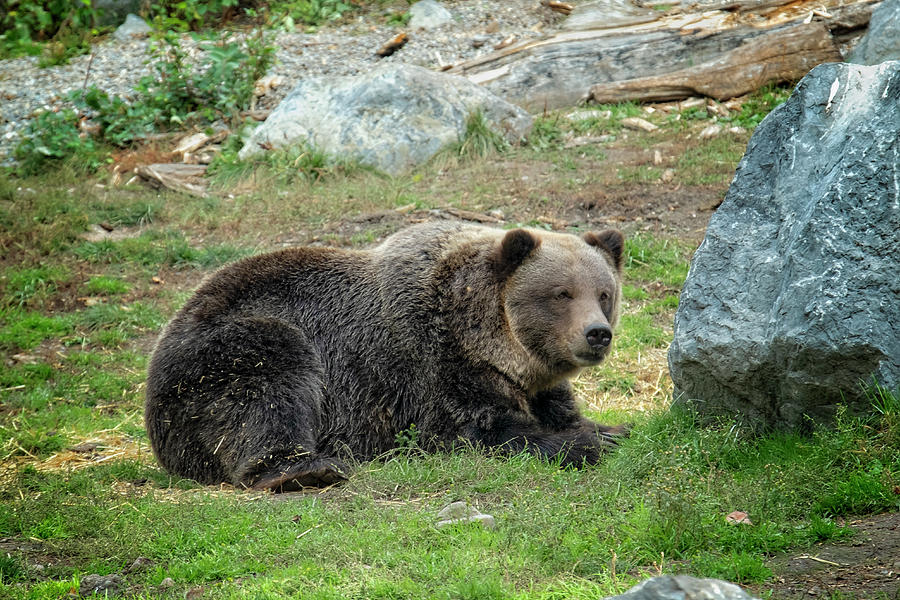 Grizzly Bear 3 Photograph by Catherine Reading