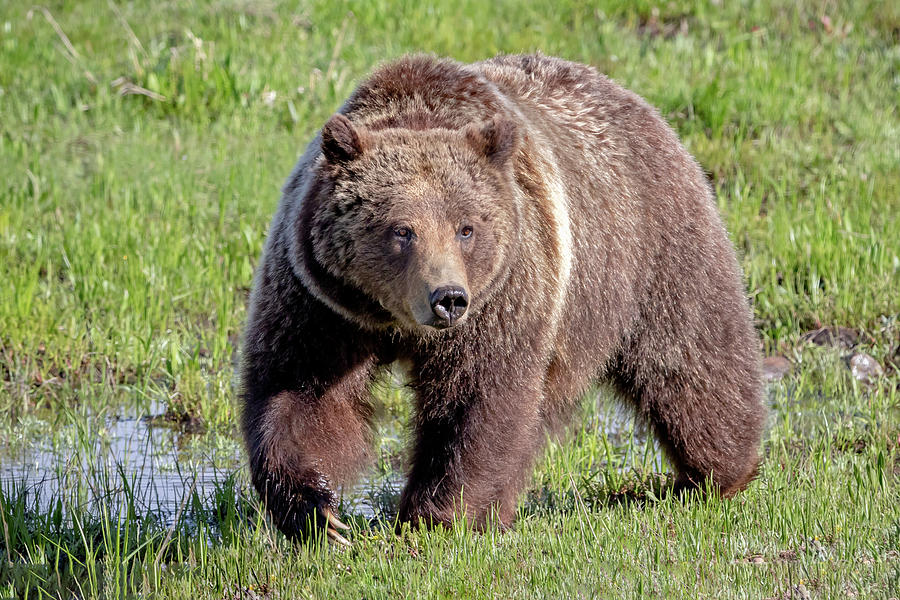 Grizzly Bear 399 Photograph By Jack Bell