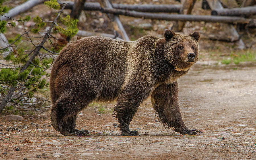 Grizzly Bear #399 On The Road Photograph by Yeates Photography