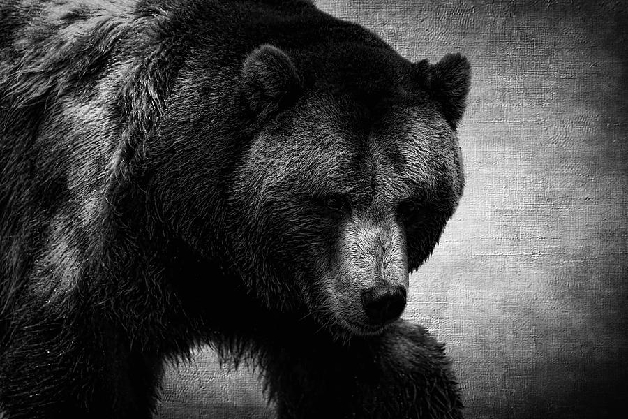 Grizzly Bear Black And White Photograph