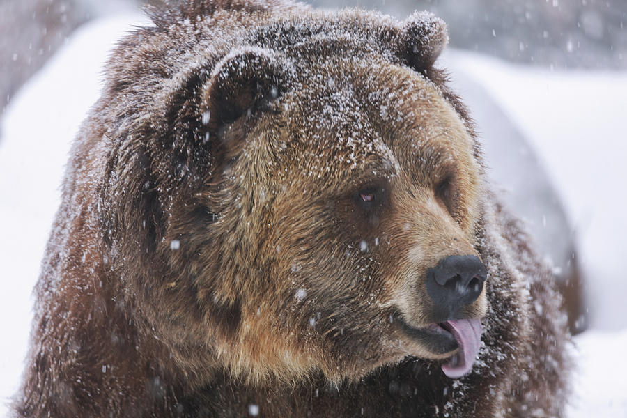 Grizzly Bear Photograph by Brian Cross