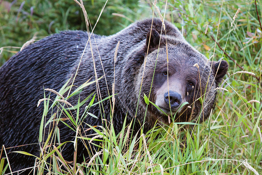 Grizzly bear, Canada Photograph by Matteo Colombo