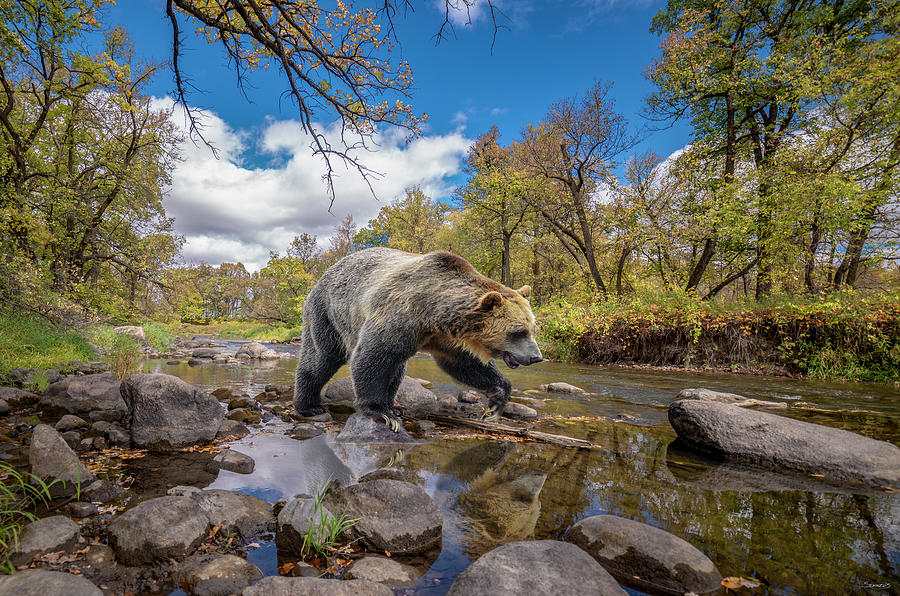 Grizzly Bear Photograph - Grizzly Bear Creek by Gordon Semmens
