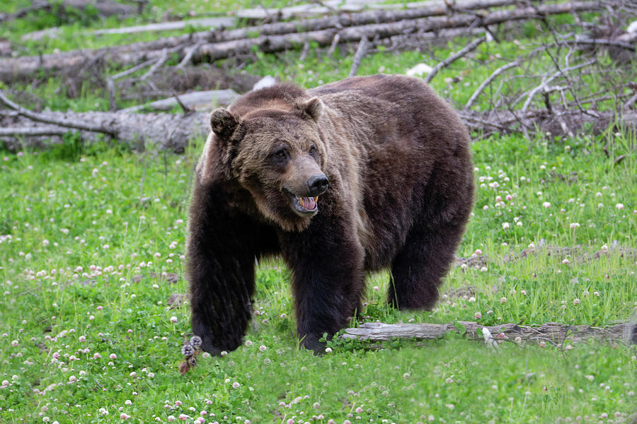 Grizzly Bear Photograph by Douglas Wielfaert