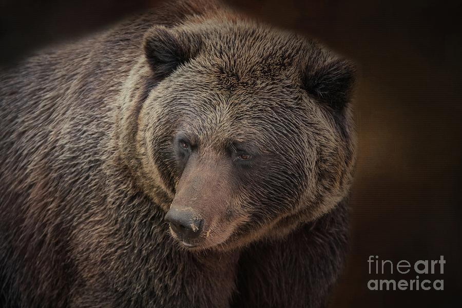Grizzly Bear Photograph by Eva Lechner