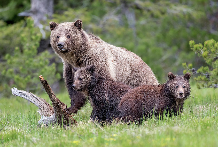 Grizzly Bear Family Photograph by Peter Ismert - Fine Art America