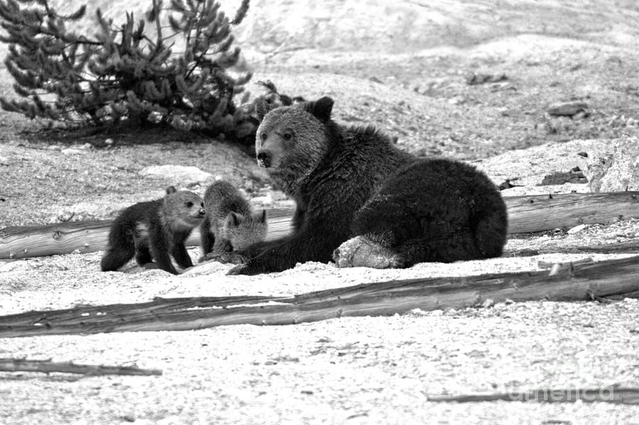 Yellowstone National Park Photograph - Grizzly Bear Family Relaxing t Roaring Mountain Black And White by Adam Jewell