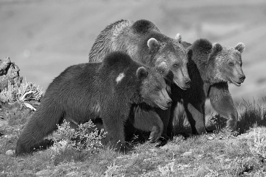 Grizzly Bear Family Photograph by Tim Fitzharris
