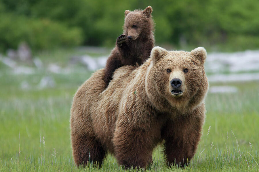 Grizzly Bear Female With Cub Riding On Back, Katmai Photograph by Oliver Scholey / Naturepl.com Grizzly Bear Female With Cub Riding On Back, Katmai Photograph by Oliver Scholey / Naturepl.com