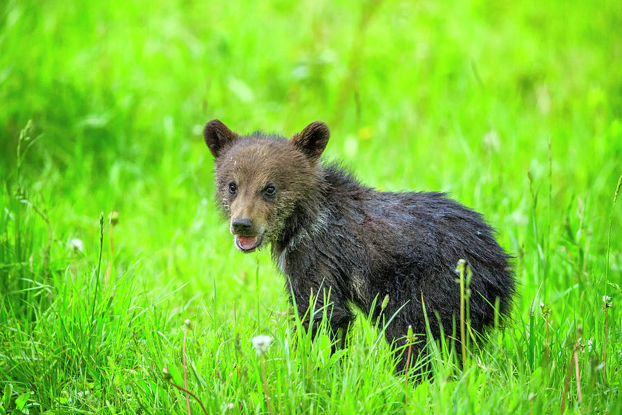 Grizzly Bear In Jasper National Park Photograph by Don White - Fine Art ...