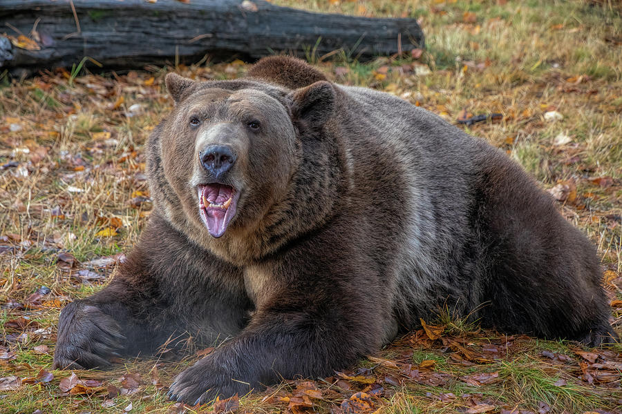 Grizzly Bear in the Fall Photograph by Teresa Wilson