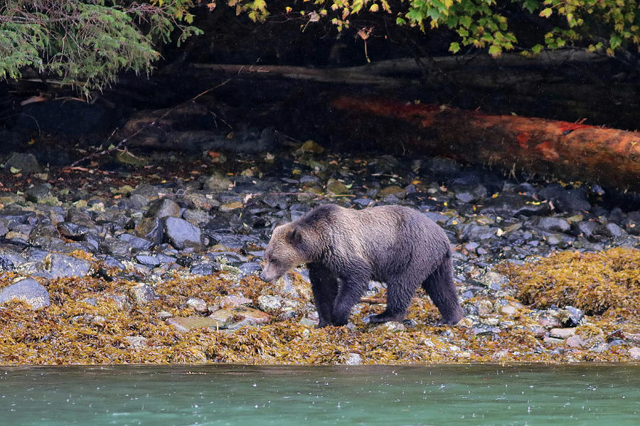 Bear Photograph - Grizzly Bear by Joseph Siebert Bear Photograph - Grizzly Bear by Joseph Siebert