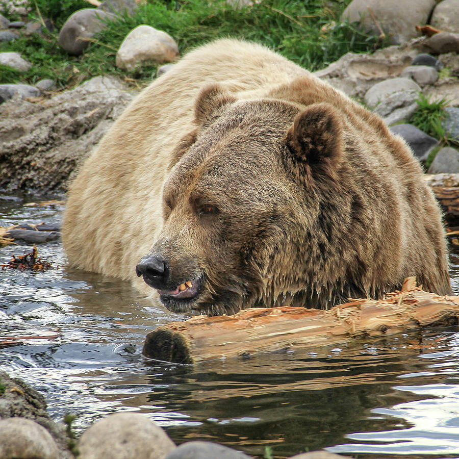 Grizzly Bear Photograph by Juli Ellen