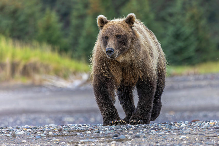 Lake Clark National Park And Preserve Photograph - Grizzly Bear, Lake Clark National Park by Adam Jones