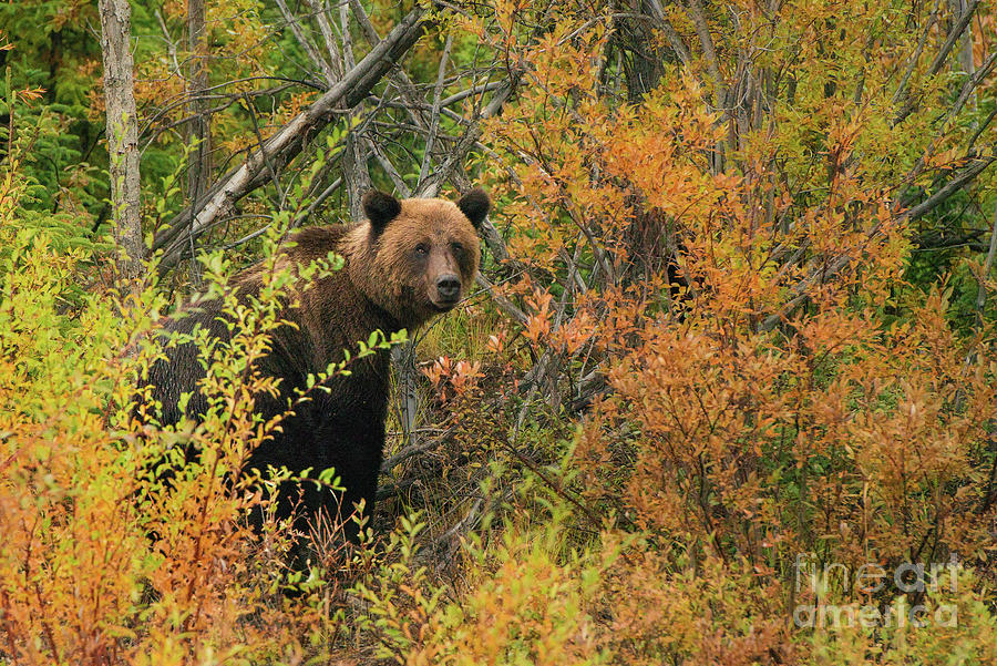 Grizzly Bear Male Among Autumn Tundra Photograph by Terenceleezy