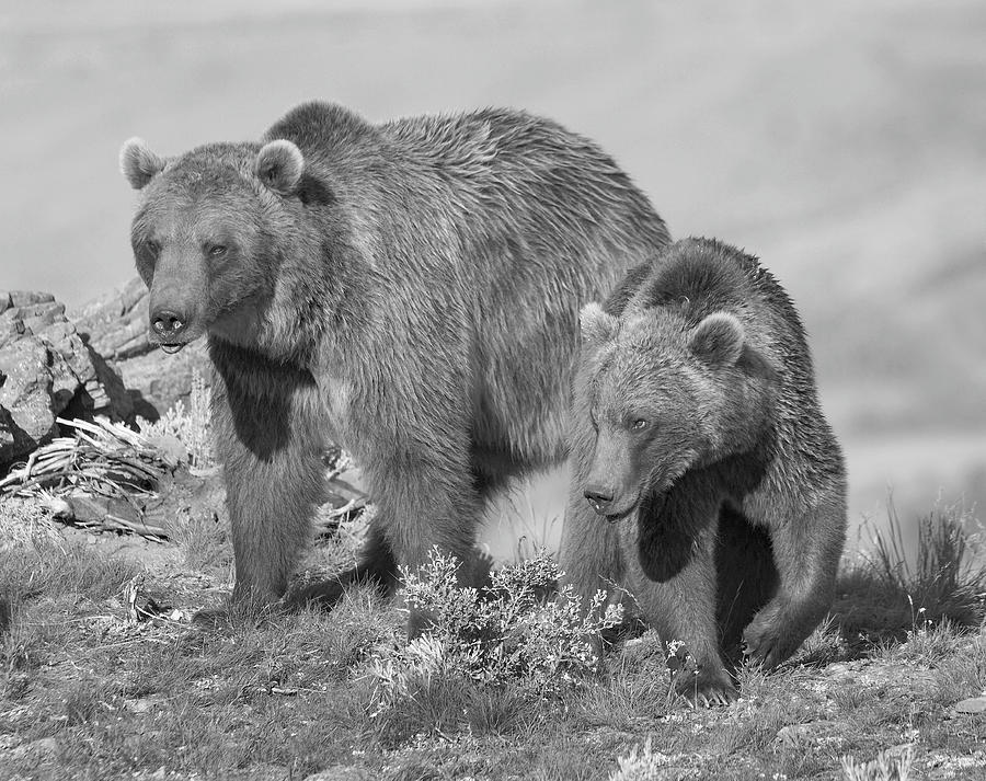Grizzly Bear Mom With Yearling Cub Photograph by Tim Fitzharris