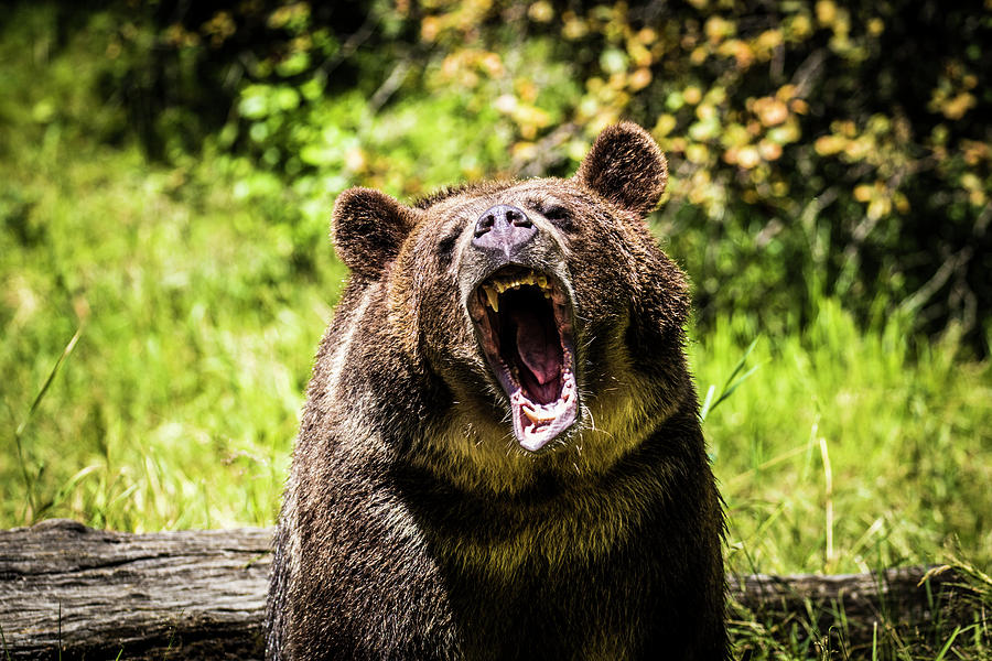 Grizzly Bear, Montana Wildlife Photograph by Yitzi Kessock