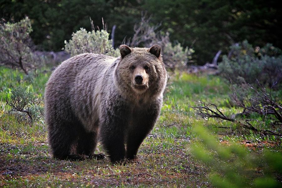 Grizzly Bear National Park Photograph by Douglasmccartneyphotography