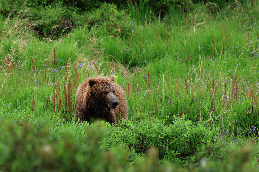 Grizzly Bear Photograph by Noppawat Tom Charoensinphon