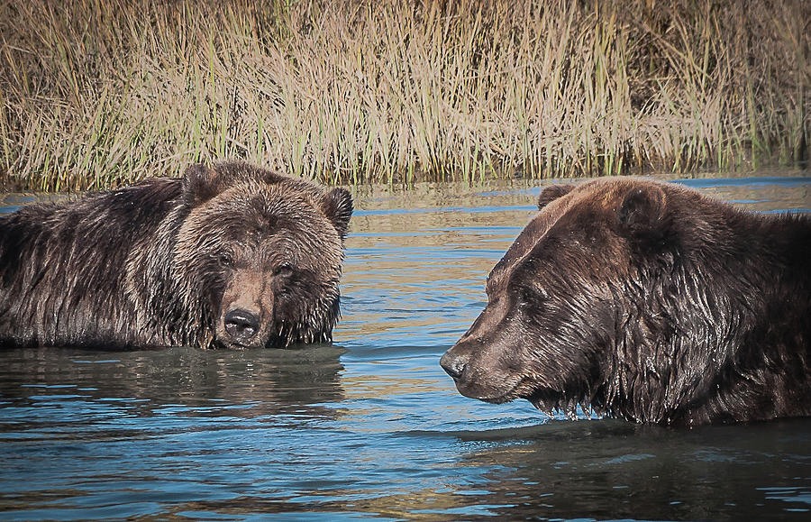 Grizzly Bear Pair Photograph by Kathy Cross - Fine Art America