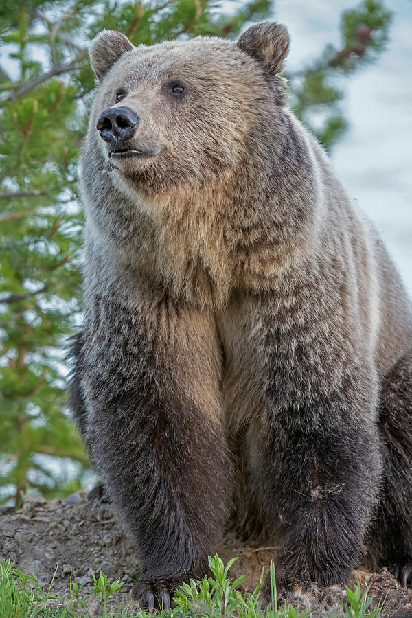 Grizzly Bear Portrait, Yellowstone National Park, Wyoming Photograph by George Sanker / Naturepl.com Grizzly Bear Portrait, Yellowstone National Park, Wyoming Photograph by George Sanker / Naturepl.com