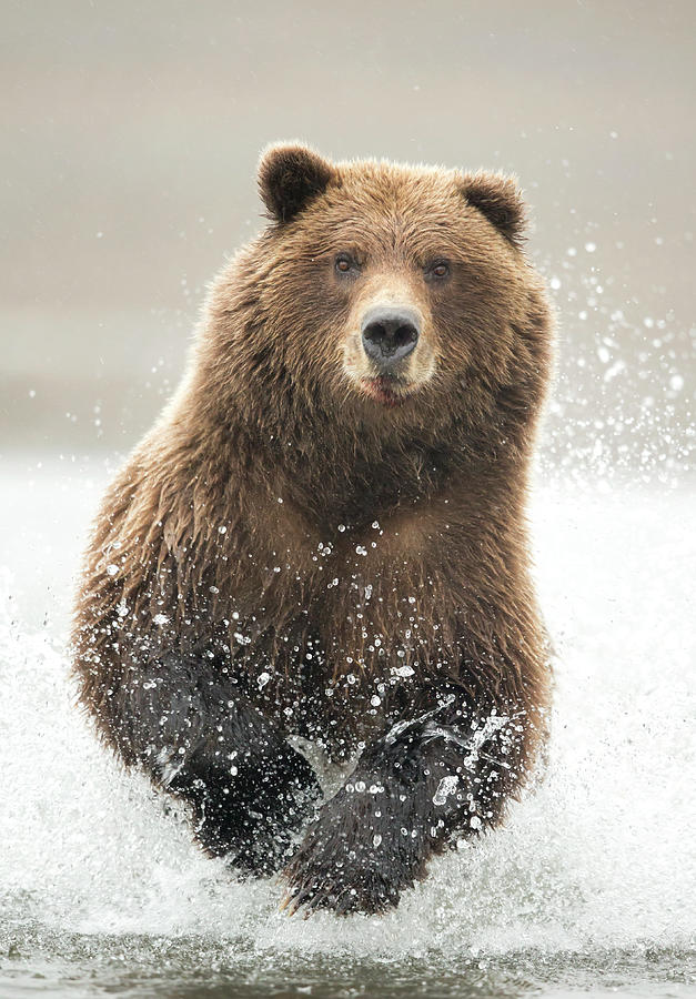 Lake Clark National Park Photograph - Grizzly Bear Running Through Water, Portrait. Lake Clark by Danny Green / Naturepl.com