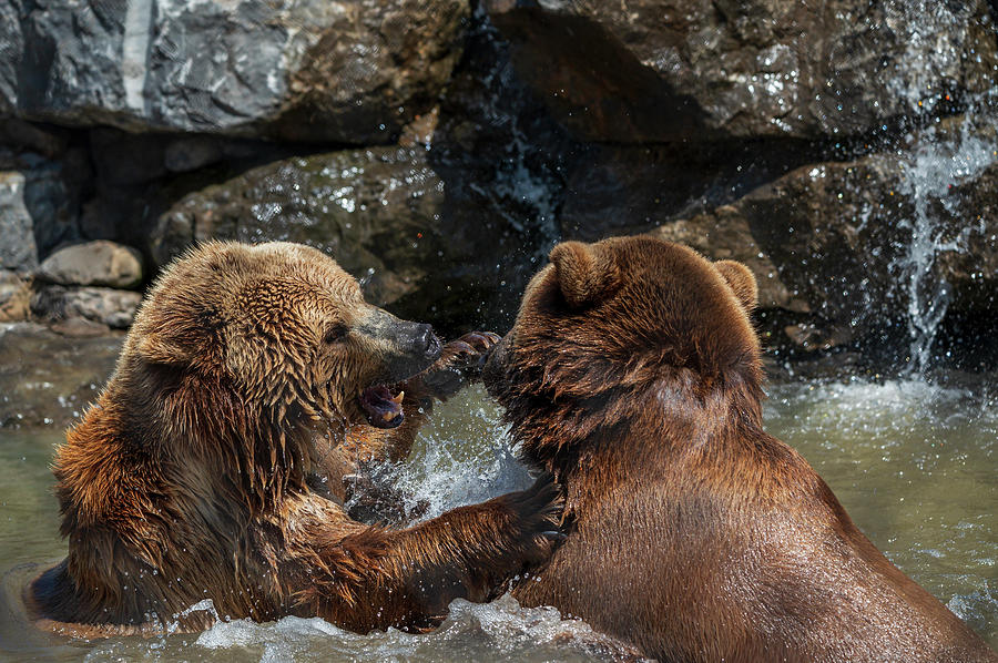 Grizzly Bear Cub T-Shirts for Sale - Pixels